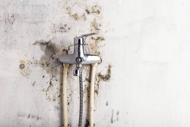 Best Mold Remediation  in Jackson, KY