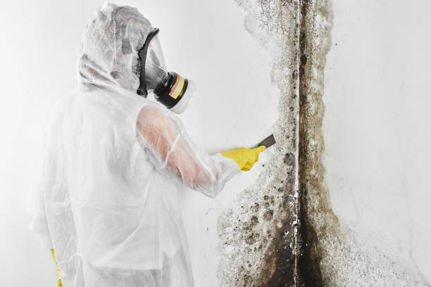 Best Affordable Mold Removal  in Jackson, KY