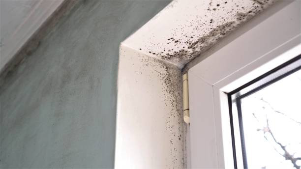 Best Certified Mold Removal  in Jackson, KY