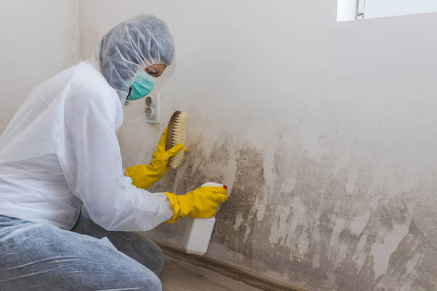 Best Attic Mold Removal  in Jackson, KY