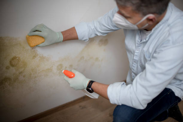 Best Mold Cleaning Services  in Jackson, KY
