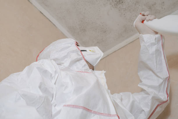 Best Emergency Mold Removal  in Jackson, KY