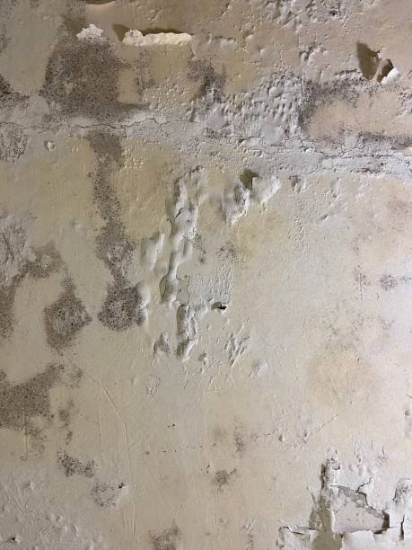 Best Local Mold Removal Service  in Jackson, KY