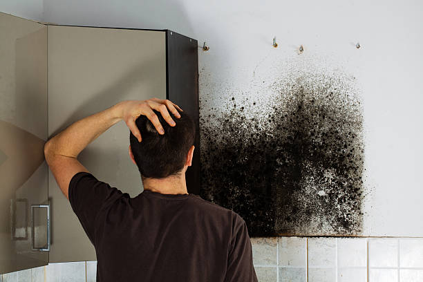 Certified Mold Removal in Jackson, KY
