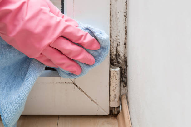 Best Attic Mold Removal  in Jackson, KY