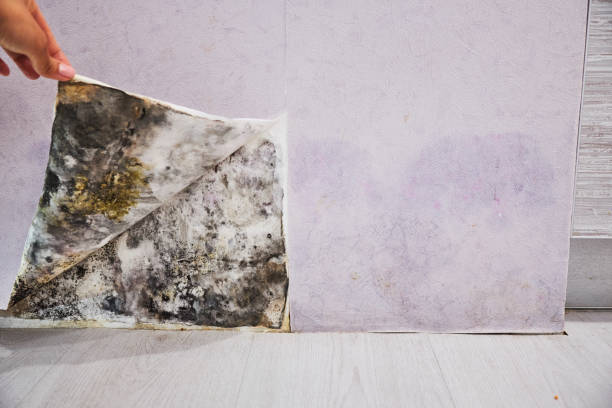 Crawl Space Mold Removal in Jackson, KY
